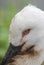 Profile of adult sandhill crane