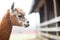 profile of an alpaca with a barn in soft focus
