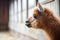 profile of an alpaca with a barn in soft focus