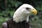 Profile of American Bald Eagle