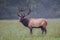 Profile of American male elk with full rack of antlers