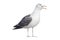 Profile of angry seagull on white background