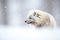 profile of arctic fox trekking in blizzard