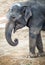 Profile of an Asiatic elephant