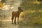 Profile of Asiatic Wild Dog in the Road