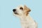 Profile attentive jack russell dog looking aways. Isolated on blue background