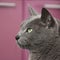 Profile of attentively looking russian blue cat