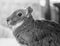 A profile of a baby Capibara