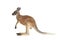 Profile of a Baby Red Kangaroo on a white