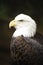 Profile of a Bald Eagle