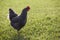 Profile of a barred rock hen chicken on a green lawn