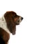 Profile of basset hound\'s brown head and long ears