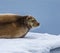 Profile of bearded seal on an ice floe near Spitsbergen, Norway