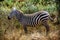 Profile of a beautiful Grevy Zebra in Kenya, Africa
