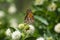 Profile of beautiful orange Gulf Fritillary Butterfly