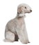 Profile of Bedlington terrier, sitting