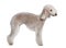Profile of Bedlington terrier, standing