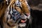 Profile of a Bengal Tiger