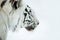 Profile of Bengal white tiger on a white background