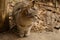 Profile of a Bhutanese short-haired cat with ticked tabby coat, near Paro Taktsang monastery Tiger`s Nest, Paro Valley, Bhutan