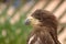 Profile of a bird of prey