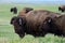 Profile of Bison Moving Across Field