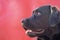 Profile of a black labrador. Dog on a red background. Animal, pet