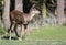 Profile of a Blacktail Deer