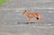 Profile Blacktail Fawn on Road