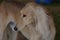 Profile of a Blonde Saluki Dog