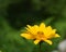 Profile of a Blooming Yellow Heliopsis Flower