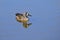 Profile Of A Blue-Winged Teal Duck