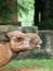 Profile of a brown african camel in a zoo
