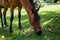 Profile of brown horse eating fruits next to trees, grassy surro