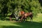 Profile of brown horse eating fruits next to trees, grassy surro