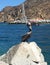 Profile of a Brown Pelican Perching on a Rock in Cabo San Lucas Bay