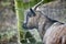 Profile of a brown pygmy goat