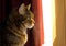 Profile of Brown Tabby Cat