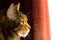 Profile of Brown Tabby Cat