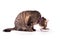 Profile of a brown tabby cat eating from a silver bowl