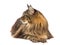 Profile of brown tabby Maine Coon