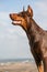 Profile of brown-and-tan doberman dobermann dog against the sky. Portrait. Vertical orientation.