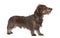 Profile of a Brown Wire-haired dachshund