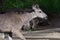 Profile of a Buck Deer