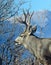 Profile of a Buck Deer