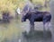 Profile of a bull moose in water