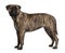 Profile of Bullmastiff dog, standing