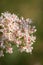 Profile of California Buckwheat