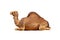 Profile Camel Isolated on White