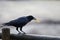Profile of a carrion crow Corvus corone stealing a french fry